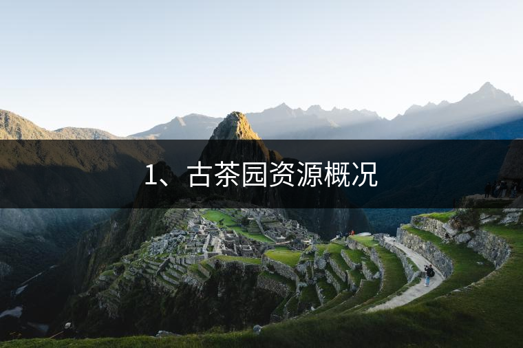 1、古茶園資源概況