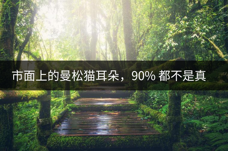 市面上的曼松貓耳朵，90% 都不是真的
