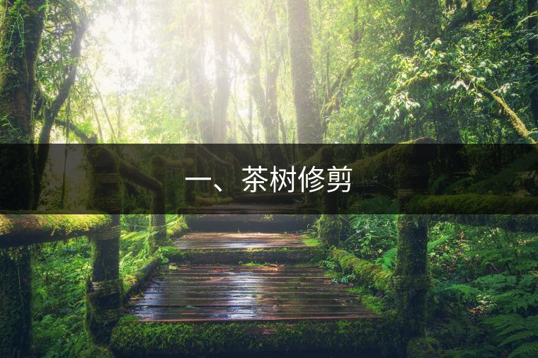一、茶樹修剪