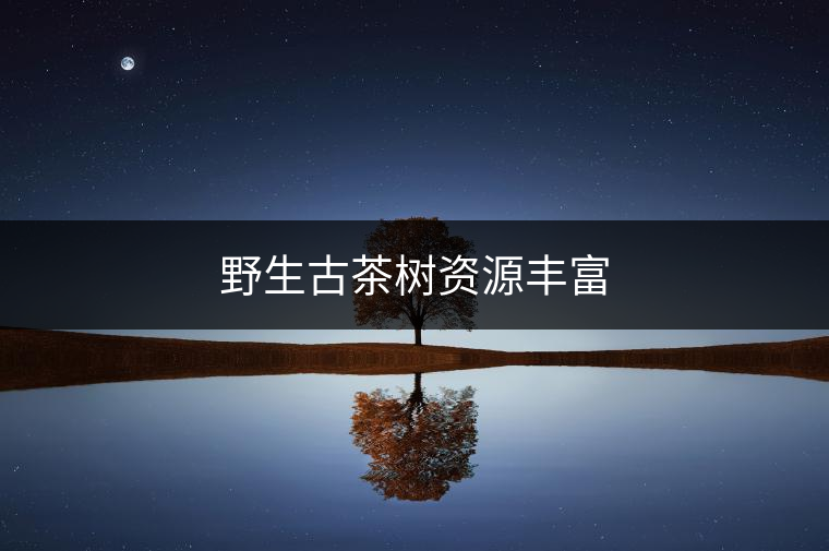 野生古茶樹資源豐富