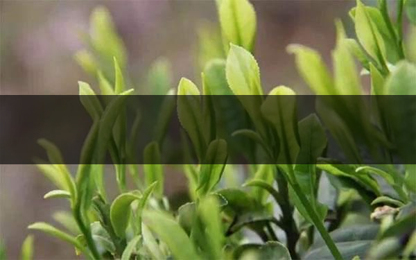 什么是雨前茶？雨前茶有何特點？