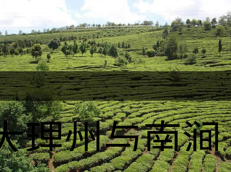 大理州與南澗縣茶業(yè)概況簡述 大理州與南澗縣茶業(yè)概況簡述
