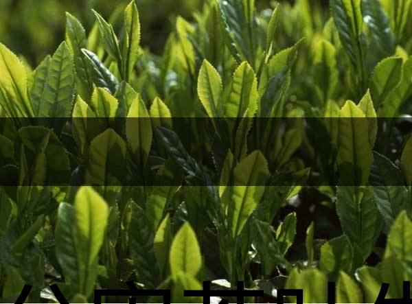 無公害茶葉生產(chǎn)規(guī)范的條件有哪些？（上篇）