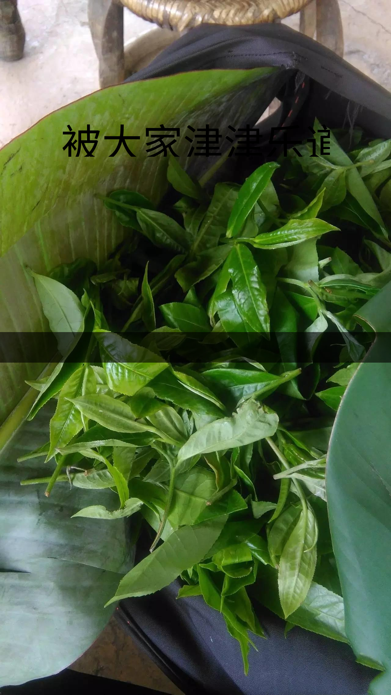 被大家津津樂道的森林茶，你知道是什么？-1-1