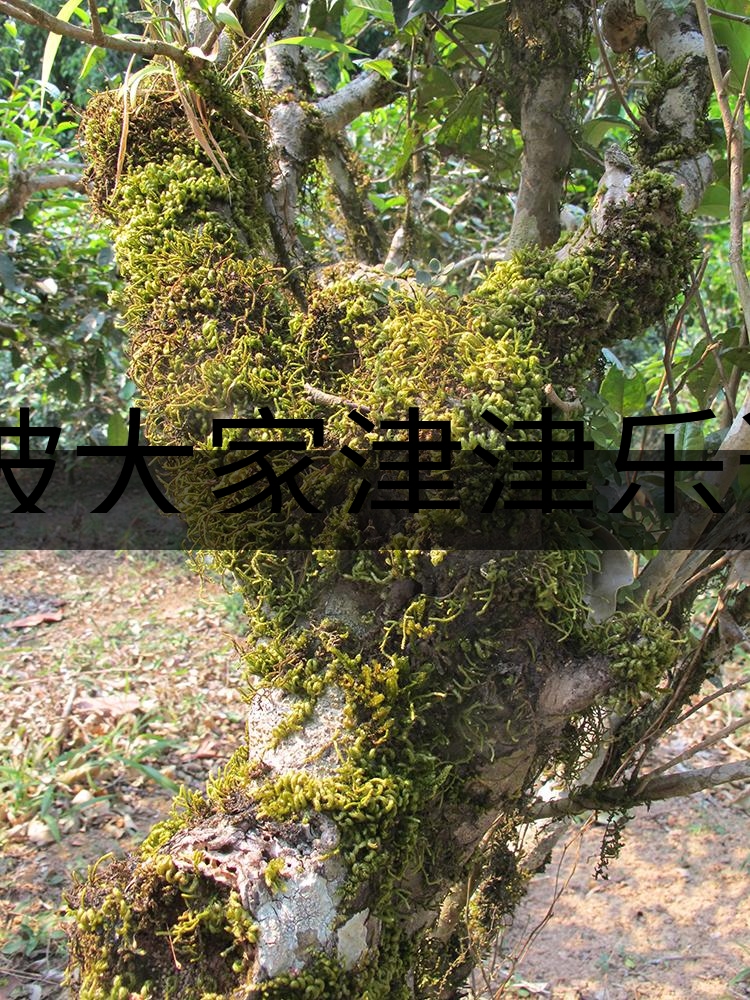 被大家津津樂道的森林茶，你知道是什么？-3-1