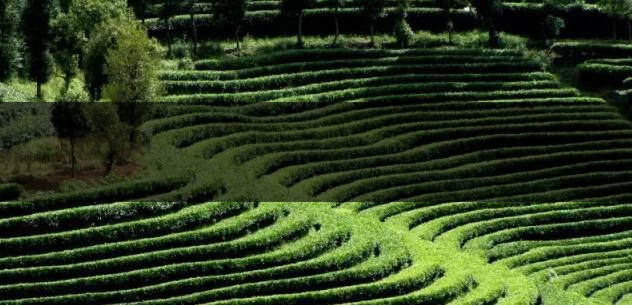 臺(tái)地茶（生態(tài)茶）葉底特征辨別-2