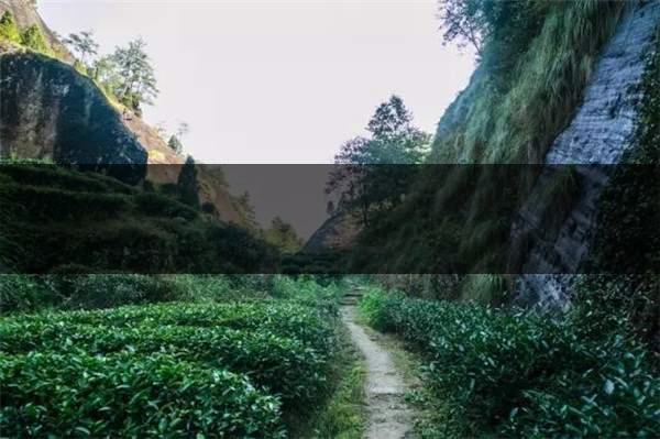 喝武夷山巖茶的香，什么是工藝香？-4