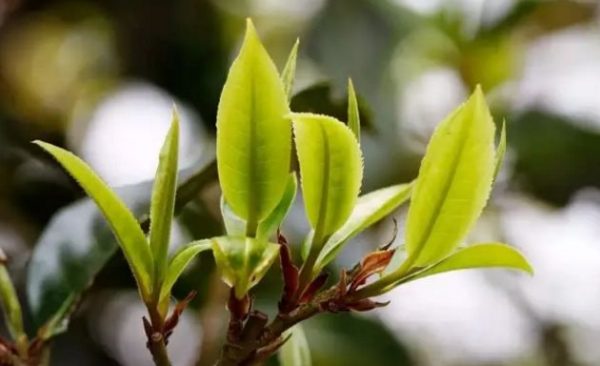 一杯刮風(fēng)寨，邂逅山野之韻