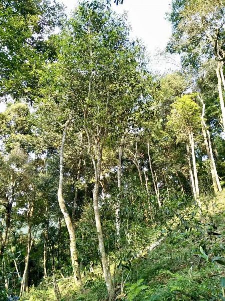 你喝不出來(lái)的“高桿古樹”或許就是一個(gè)偽概念、偽命題