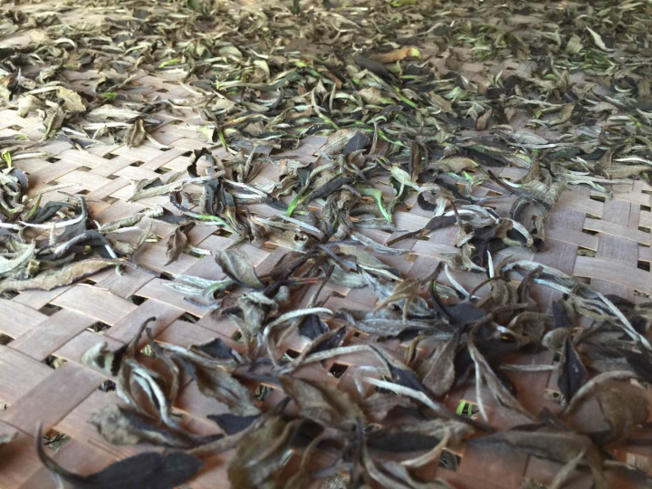 2020年普洱春茶的故事你想好了嗎？