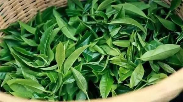 2021年曼秀古樹茶，易武的超級(jí)黑馬