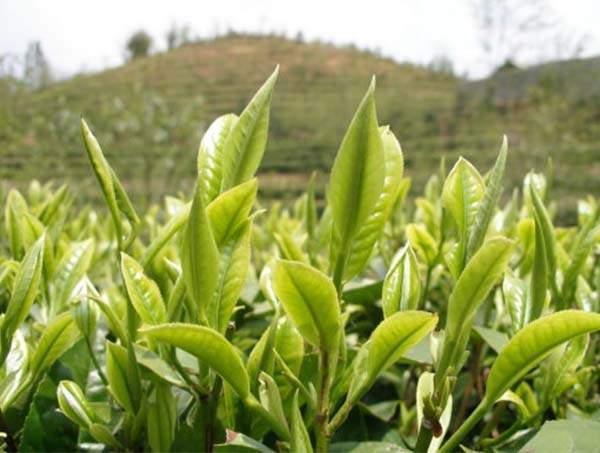 春茶到底好在哪里？