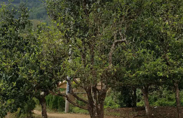 2021年冰島老寨秋茶口感特點(diǎn)？