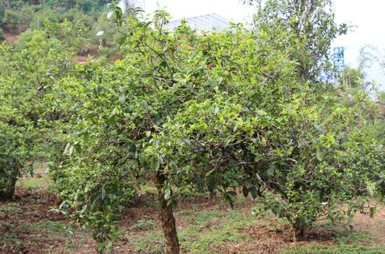 2021年冰島古樹秋茶價格，歷史價格