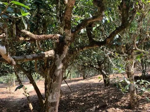 2021年磨烈古樹秋茶口感有什么特點(diǎn)？