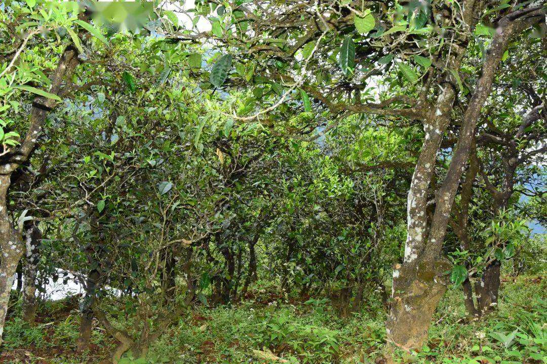 2021年磨烈古樹秋茶會是趕超冰島的存在嗎？