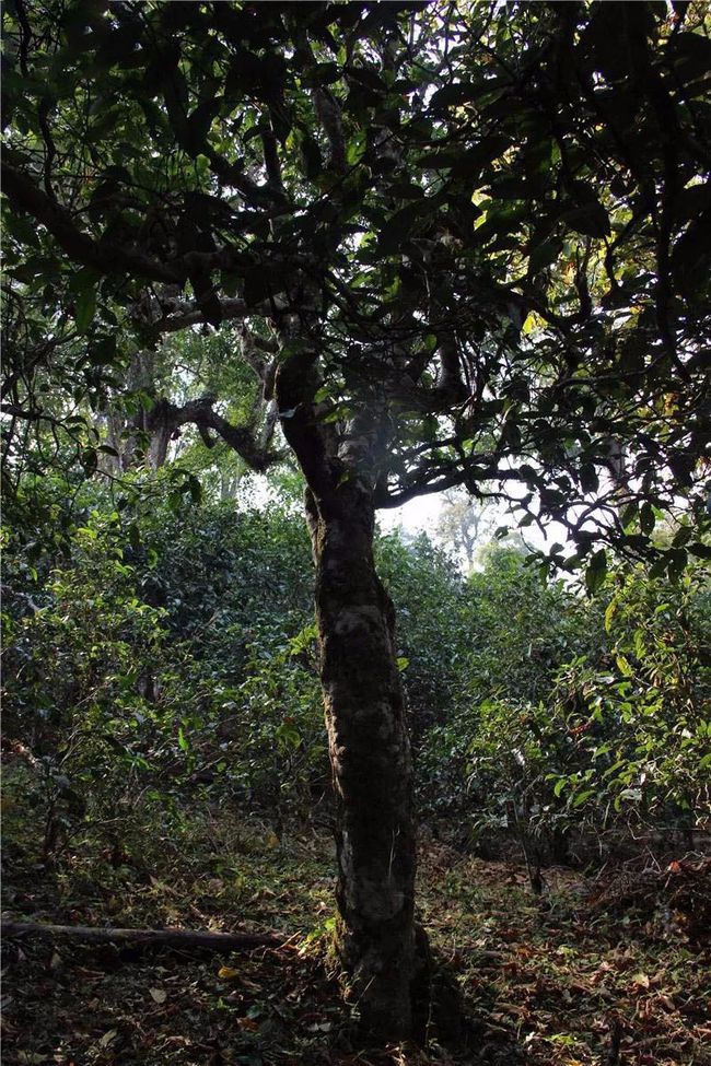 2021年大戶賽古樹(shù)秋茶特點(diǎn)？