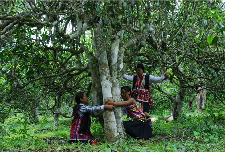 2021年大戶賽古樹秋茶品鑒！