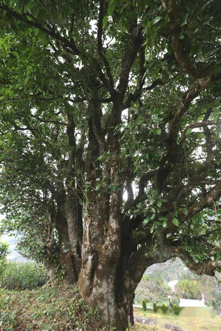 2021臨滄大戶賽秋茶因何被稱為潛力股？