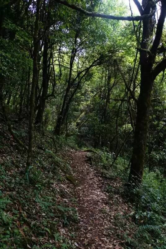 2021年大戶賽古樹秋茶價格是多少？