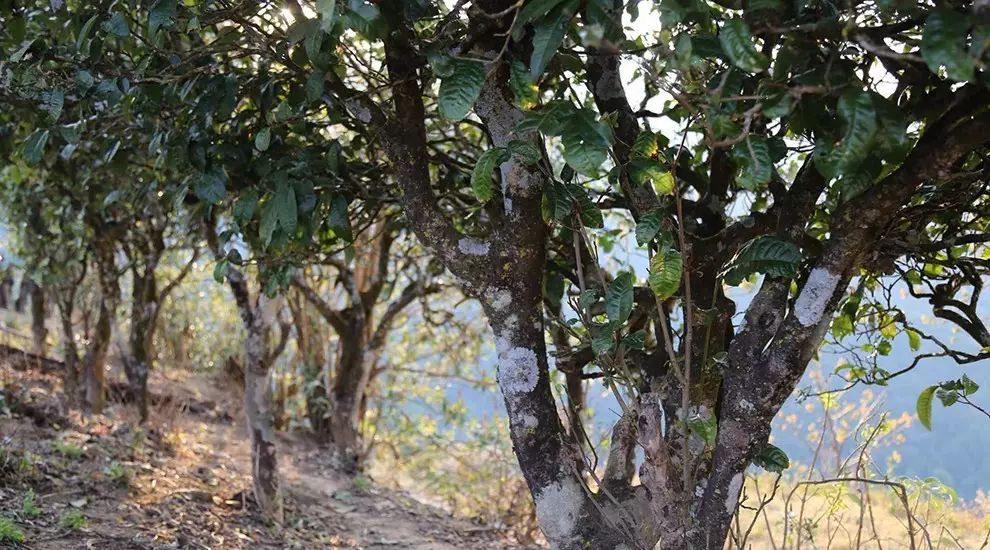 2021年大雪山古樹(shù)秋茶口感品鑒？