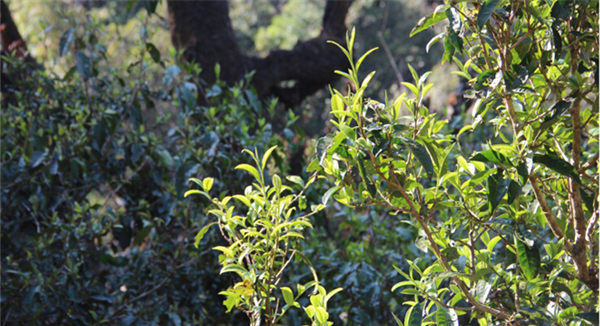 2021大雪山古樹秋茶香甜順滑！
