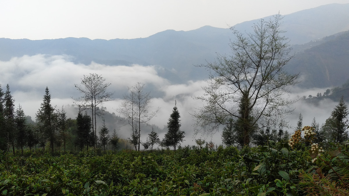 2021年大雪山古樹秋茶價格是多少？