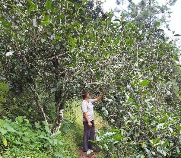 2021壩糯古樹秋茶藤條茶！不是樹種，而是這樣形成的！