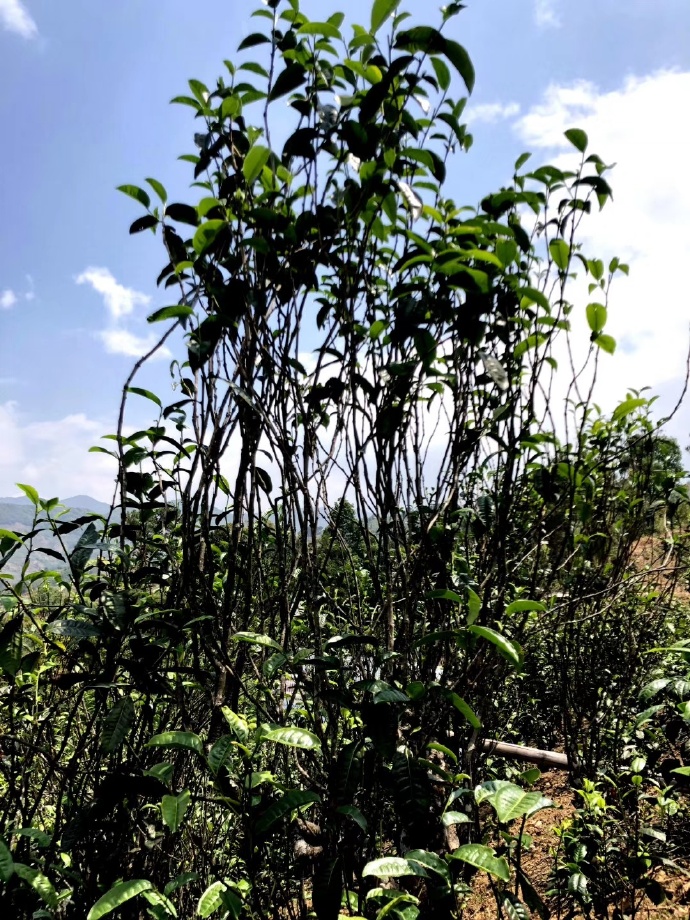 2021年壩糯古樹(shù)秋茶品鑒！