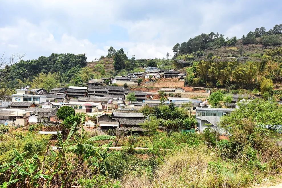 2021年正氣塘古樹秋茶特點是什么？