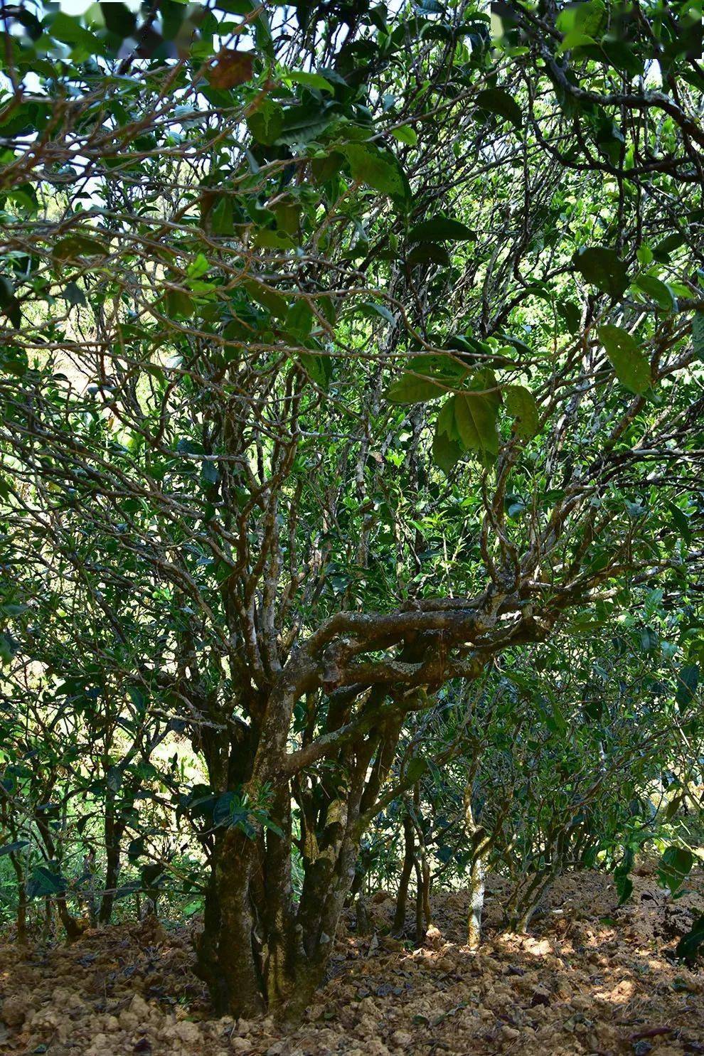 2021年正氣塘古樹秋茶口感是什么？