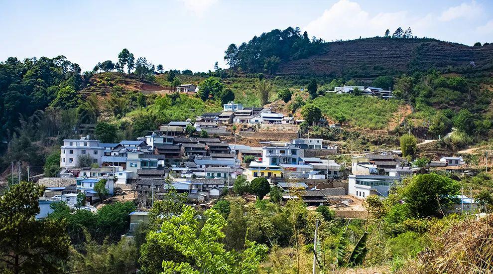 2021年正氣塘古樹(shù)秋茶為何號(hào)稱小冰島？