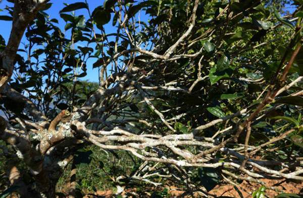 2021年正氣塘古樹秋茶花蜜香氣盈盈，冰糖甜韻深邃！