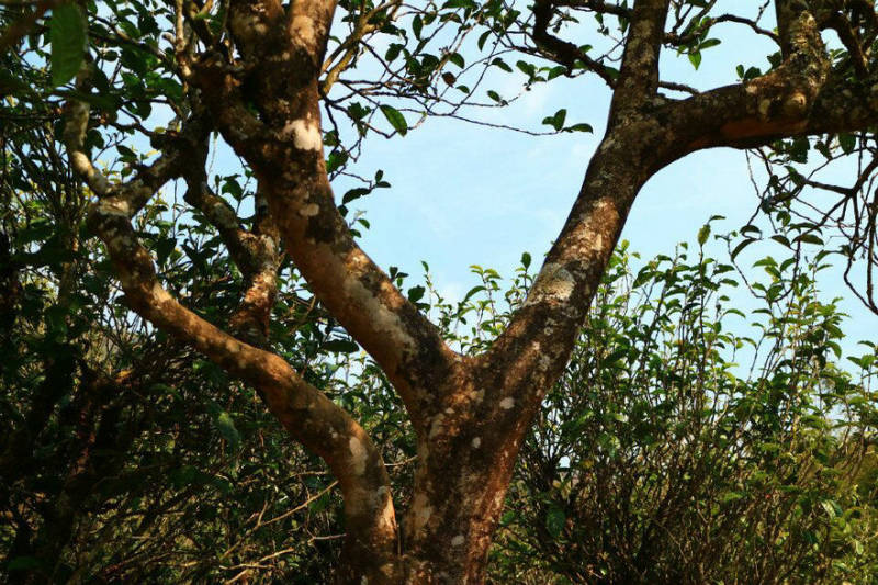 2021年冰島南迫古樹(shù)秋茶口感？