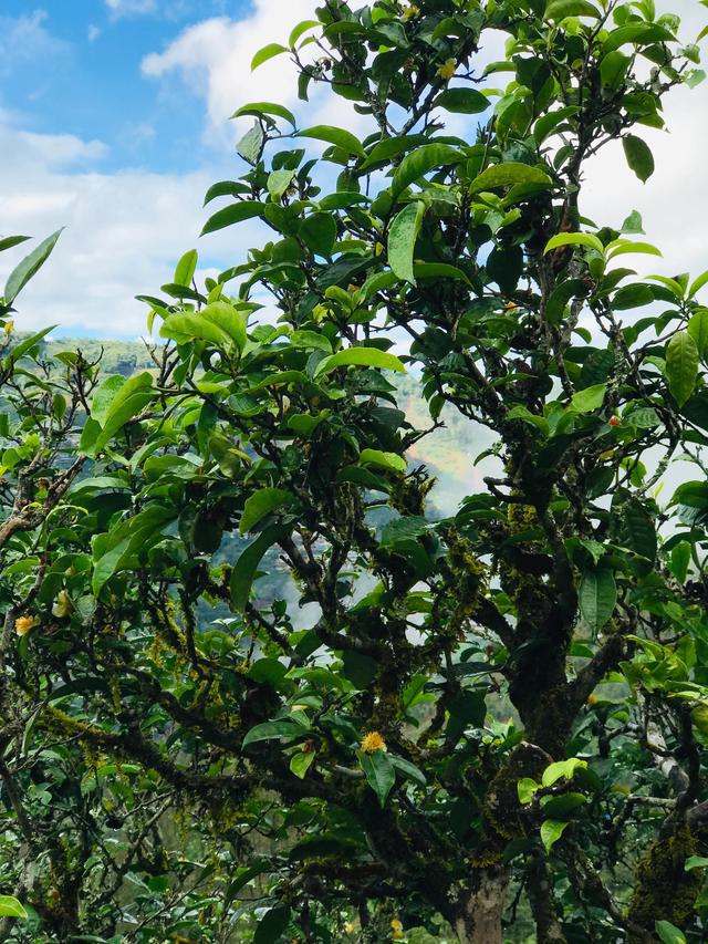 2021年冰島南迫古樹秋茶茶園詳解！