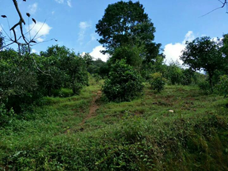 2021年冰島南迫古樹(shù)秋茶特點(diǎn)？