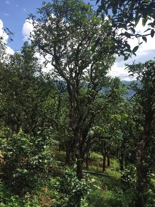 2021年冰島地界古樹秋茶特點(diǎn)？