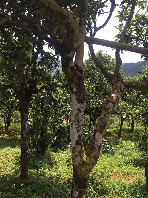 2021年冰島地界古樹秋茶口感？