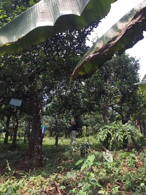 2021年冰島地界古樹秋茶特征詳解！