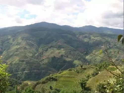 2021年冰島壩歪古樹(shù)秋茶特點(diǎn)？