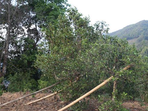 2021年冰島壩歪古樹秋茶茶園詳解！