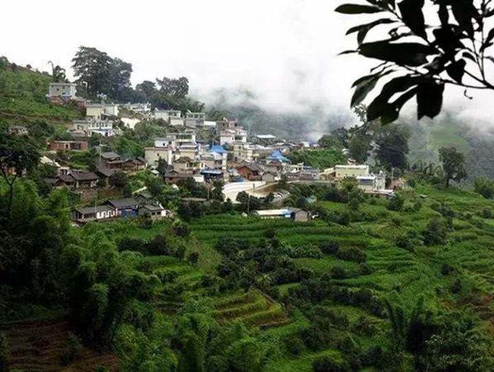 2021年冰島壩歪古樹秋茶口感？