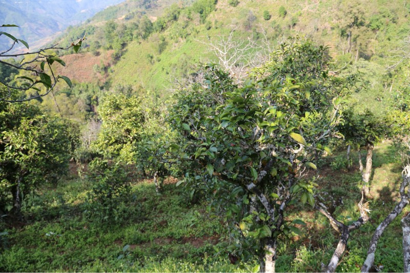 2021年冰島壩歪古樹秋茶，飲盡蘭花香，舒心又暢懷