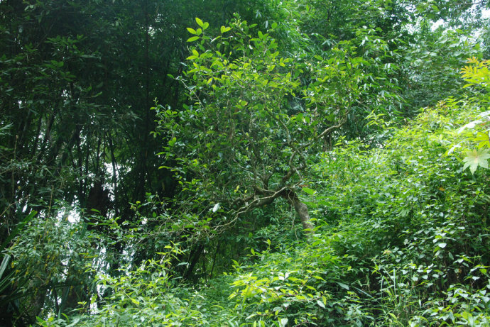 2021年冰島糯伍古樹秋茶| 甜出新高度，融在心底間~