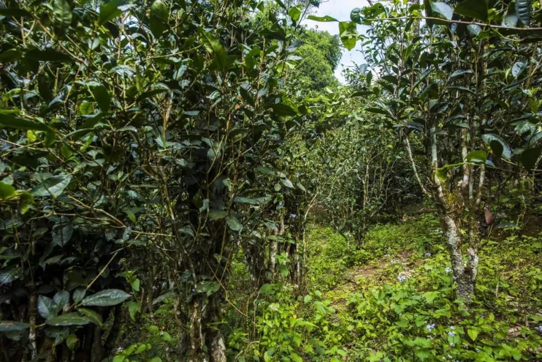 2021年冰島糯伍古樹秋茶口感是什么？