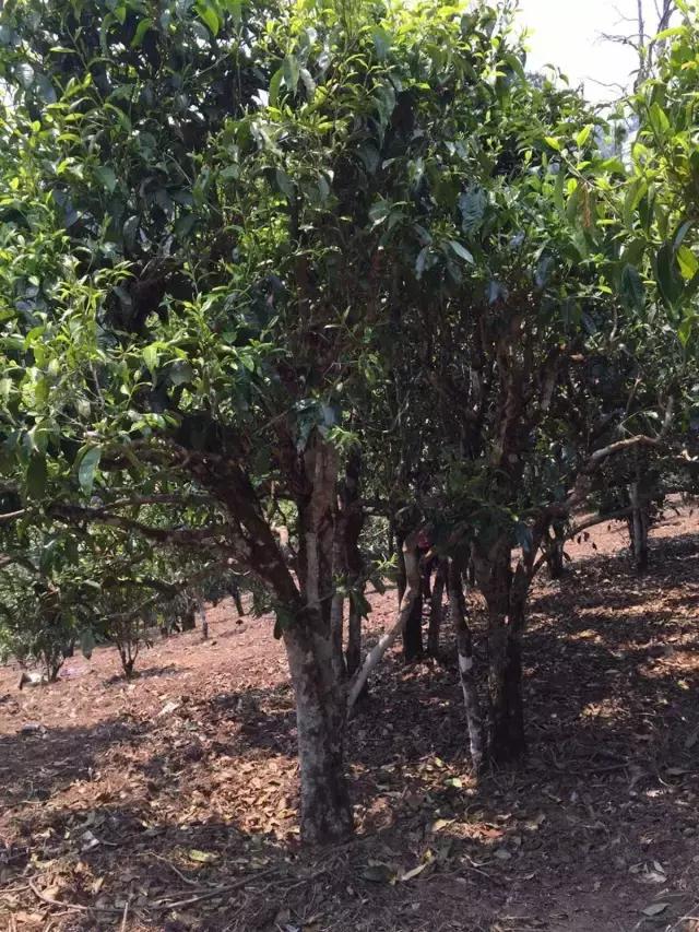 2021年冰島糯伍古樹秋茶特點(diǎn)？