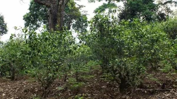 2021年冰島糯伍古樹秋茶多少錢一公斤？