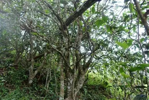 2021年昔歸古樹秋茶特點(diǎn)是什么？