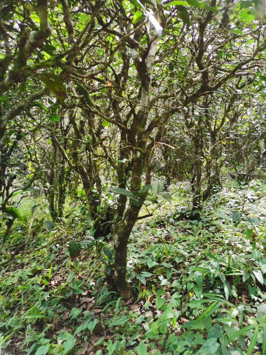 2021年昔歸古樹秋茶價格多少錢？