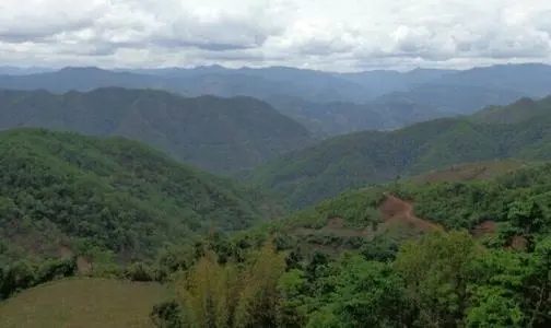 2021那罕古樹秋茶特點？